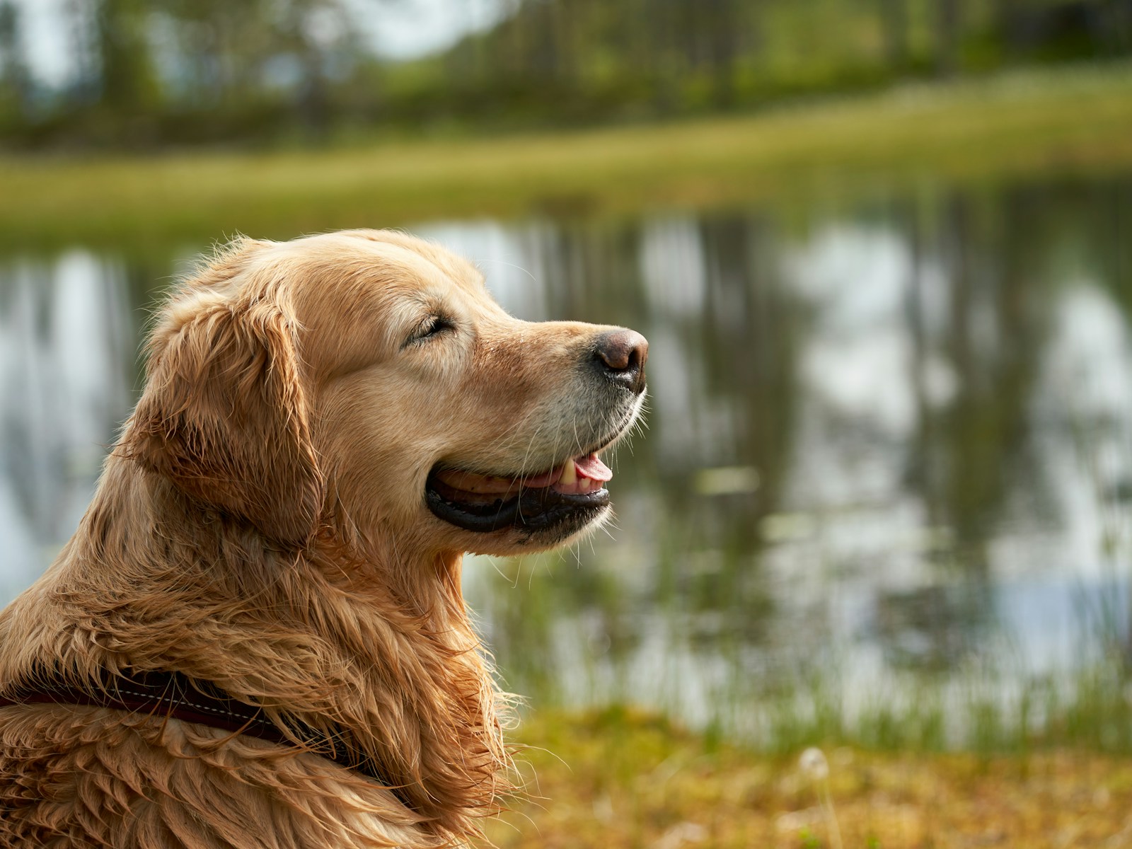 Golden Retriever feliz no atendimento móvel da Hora do Banho