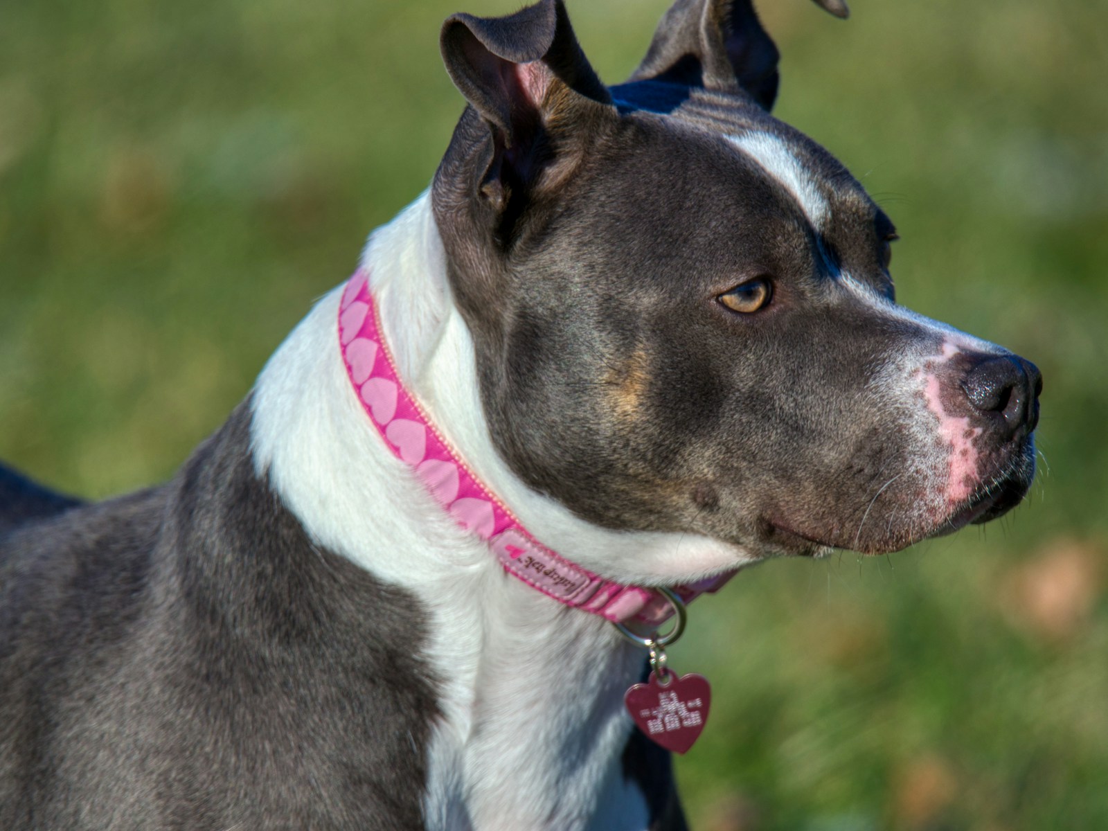 Pit bull fêmea com coleira rosa de coração no atendimento móvel